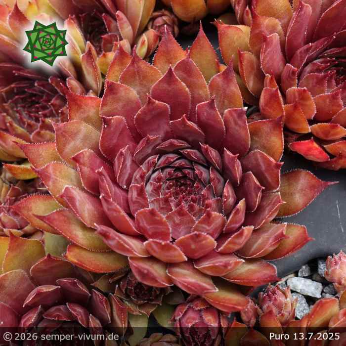 Sempervivum 'Puro'